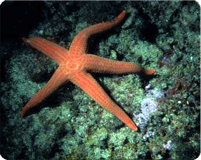 foto stella marina del salento