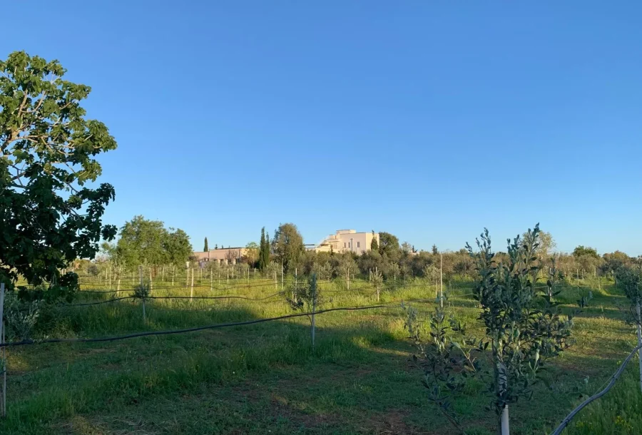 Masseria Agriturismo Faresalento